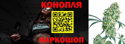 гашик Кингисепп